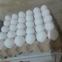 تخممرغ ارسال رایگان ۲۴۰ تومن