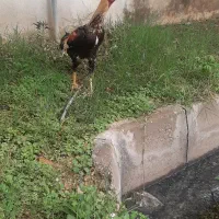 یه عددخروس لاری اصل
