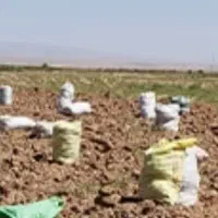 پیاززعفران