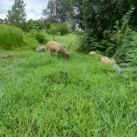 بره نر گوسفند