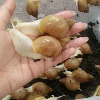 حلزون تراپی‌ شروع کار جدید فروش خاویار سرگرمی عالی