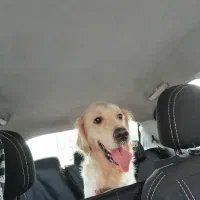 سگ گلدن