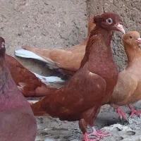 کبوتر سرخ دمسفید