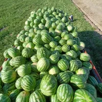 هندوانه جوین درجه ۱
