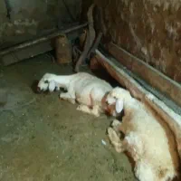 میش با بره