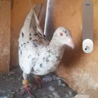 هفرنگ ماده شصتی سرخ نر