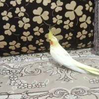 پرنده سالم