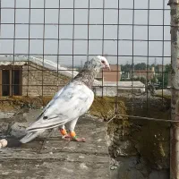کبوتر سار نر هفت رنگ