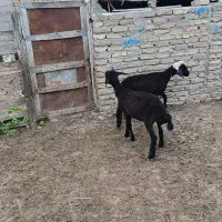 2راس بره ماده قربانی