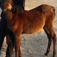 کره اسب مادیون