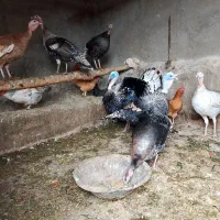 بوقلمون نر معاوضه با مرغ تخم گذار
