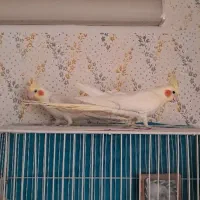 عروس هلندی