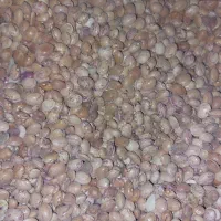 لوبیا چیتی مخصوص آش