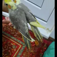 عروس هلندی زیبا