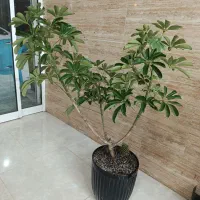 گل و گیاه آپارتمانی شفلرا و کاکتوس
