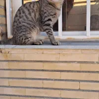 گربه|گربه|بوشهر, |دیوار