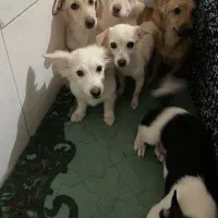 سگ اشتپیتز پا کوتاه