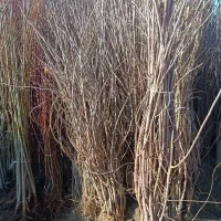 فروش انواع نهال بذری و قلمه ،پیوندی و اصلاح شده