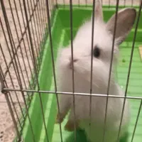خرگوش لوپ بازی گوش