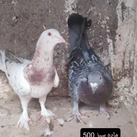 سار.سبز .ساده شامی