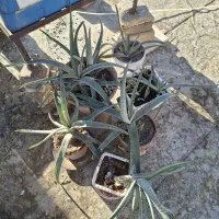 گل الوورا