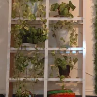 تعدادی گل و گلدان برا فروش