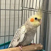 عروس هلندی نر