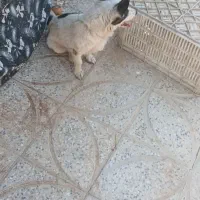سگ پاکوتاه