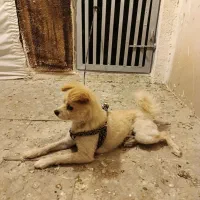 پامر روباهی