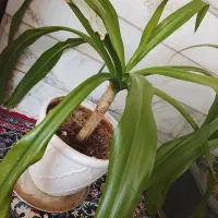 گل سوسن ۵ساله باگلدان