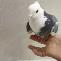 کبوتر دوبالی