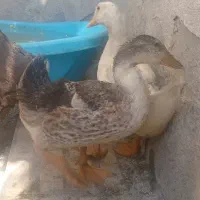 اردک