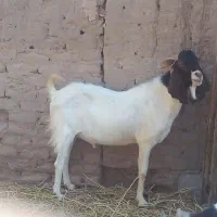 نری پاکستانی .کره سرحال .بز زاییده