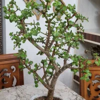 بونسای خرفه و کراسولا نصف قیمت