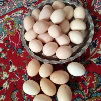 تخم مرغ محلی نطفه دار