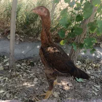 یک عدد مرغ لاری 2میلیون پونصد تخفیف داده میشه