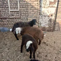 میش دوقلو زابا دوبره نر وماده دوباره آبستن سنو شده