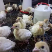 فروش جوجه یکروزه گوشتی راس گلپایگان بیوتی۶