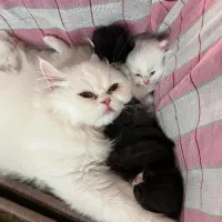 به گربه نر جهت جفت گیری نیازمندیم