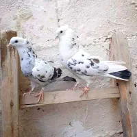 پرشی