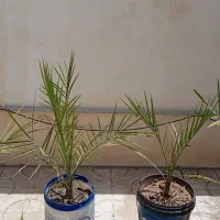 نخل برحی اصیل محدود۲مبلیون