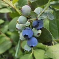 رزبری گوجه بری بلوبری دانه درشت