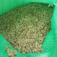 عدس