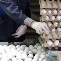 عرضه مستقیم تخم مرغ بصورت عمده برای تمام نقاط کشور