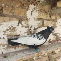 سینه سیاه بالای چهل سانت