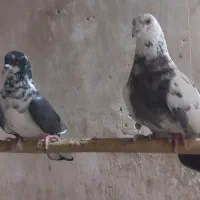 سایر|پرنده|میبد, |دیوار