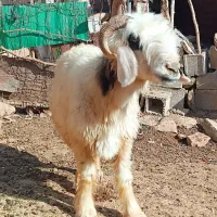 میش ترکی ب فروش میرسد
