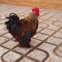 خروس ( چند خروس خاص )|حیوانات مزرعه|قزوین, |دیوار