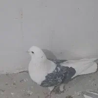 کبوتر دوکتی