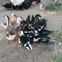 اردک مسکویی و قوغاز